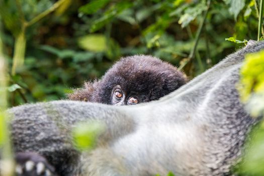 Baby Mountain gorilla hiding behind a Silverback in the Virunga National Park, Democratic Republic Of Congo.