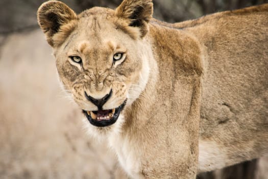 Grumpy Lioness in the Kruger National Park, South Africa.