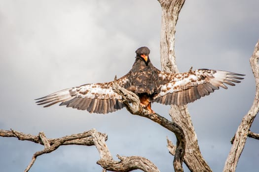 Bateleur eagle stretching his wings in the Kruger National Park, South Africa.