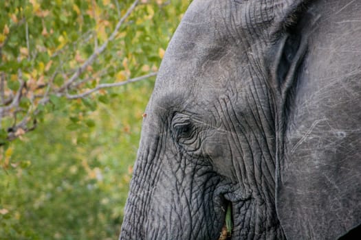 Eye of an Elephant in the Kruger National Park, South Africa.