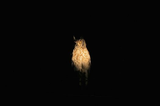 Spotted eagle owl at night in the spotlight in the Makalali Game Reserve, South Africa.