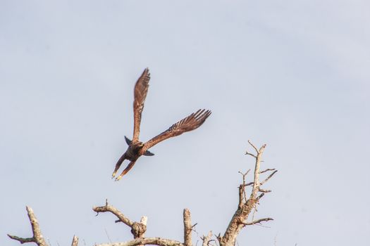 Flying Lesser-spotted eagle in the Kruger National Park, South Africa.