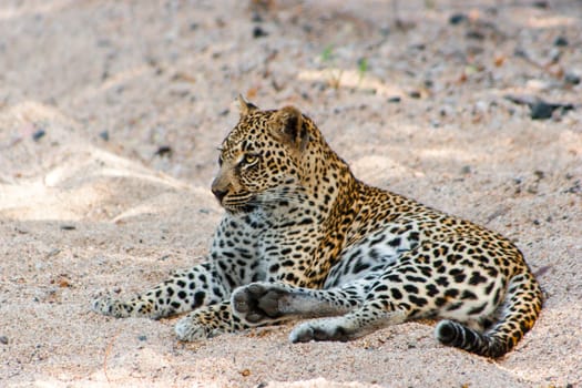 Leopard laying in the sand in the Sabi Sands, South Africa.