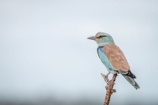 European roller on a branch in the Kruger National Park, South Africa.