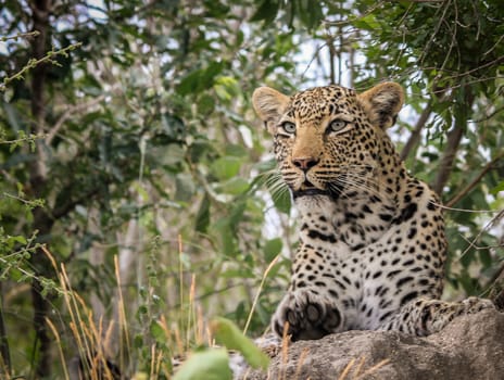 Starring Leopard in the Sabi Sands, South Africa.