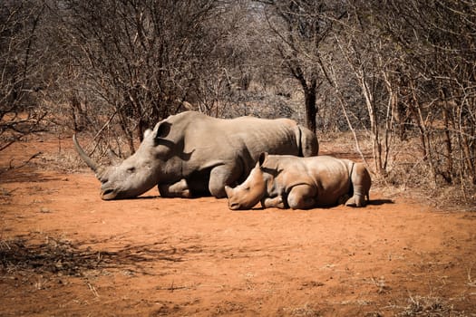 Mother White rhino with a baby Rhino, South Africa.