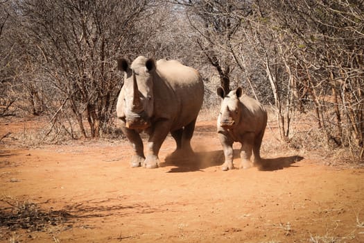 Mother White rhino with a baby Rhino, South Africa.