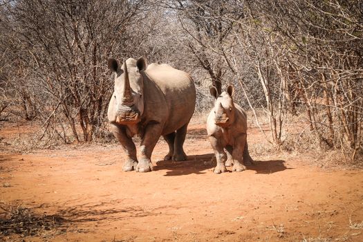 Mother White rhino with a baby Rhino, South Africa.