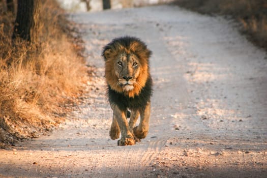 Lion walking towards the camera in the Makalali Game Reserve, South Africa.