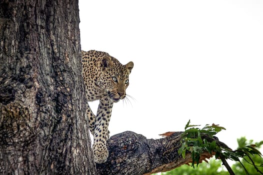 Leopard in a tree in the Makalali Game Reserve, South Africa.