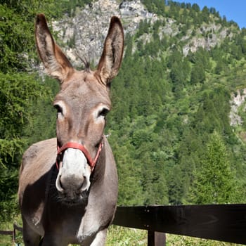 Free donkey on Italian Alps, looking to the camera