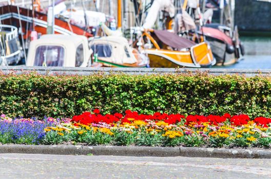 Colorful colorful flower bed with many different plant species. In the background a harbor. Background blur intentional.