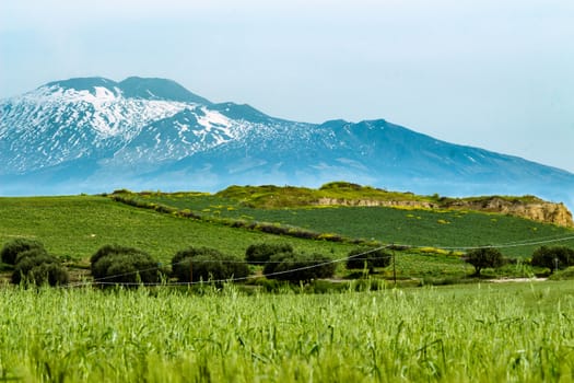 the wheat field under the volcano