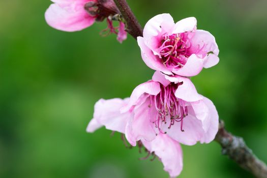 Detail of peach blossom in spring time.