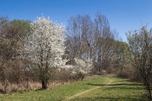 Nature around lake Sur, close to capital of Slovakia, Bratislava. Early spring with a blue sky, blossoming tree and green grass. Trees still without leaves.