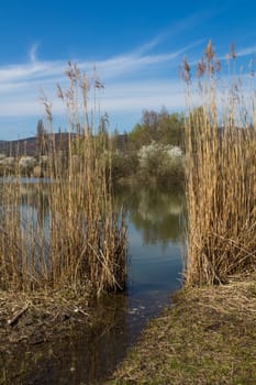 Lake in Sur, close to Bratislava, Slovakia in the early spring. High grasses around the lake. Reflection of a sky and blossoming bushes.