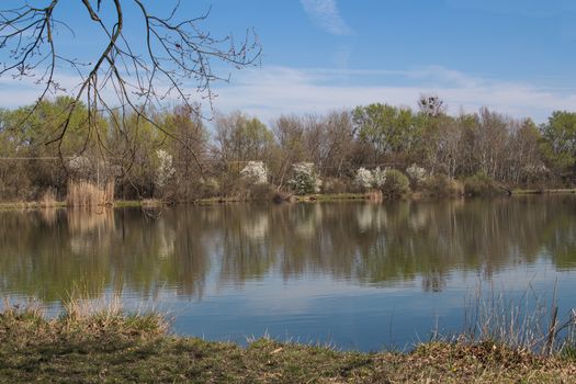 Early spring at the lake Sur, close to capital of Slovakia, Bratislava. Blue sky with some clouds, reflected in the lake. Blossoming bushes.