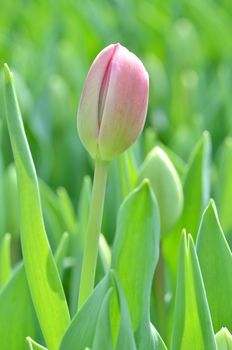 Beautiful close up of tulips in Gardens by the Bay, Singapore