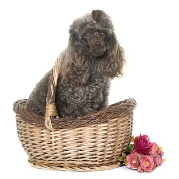 purebred poodle in front of white background