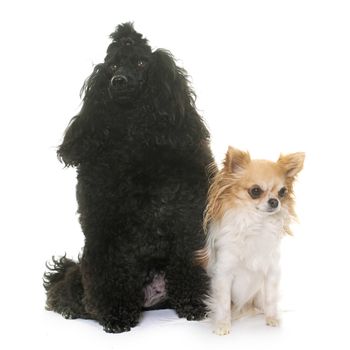 purebred poodle and chihuahua in front of white background