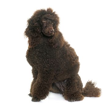 purebred poodle in front of white background