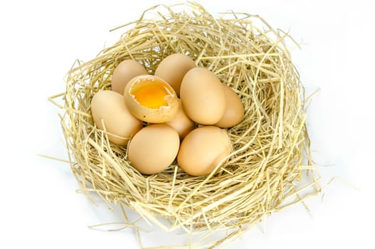 Brown eggs in a nest  on a white background