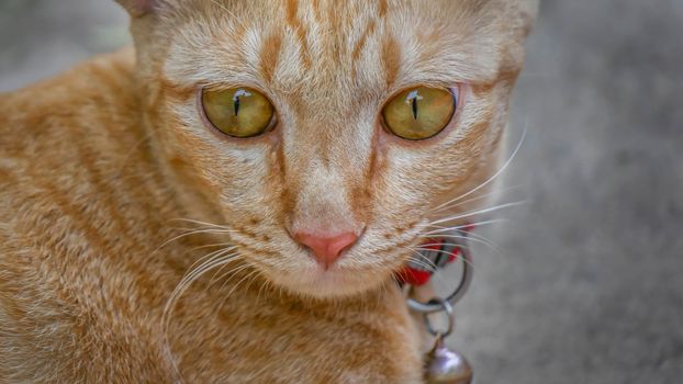Portrait of adorable cute yellow kitty cat  close up