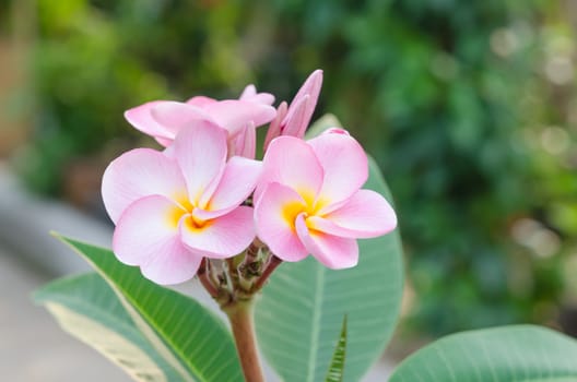 Bunch of pink Frangipani, Frangipanni,  or plumeria tropical flowers