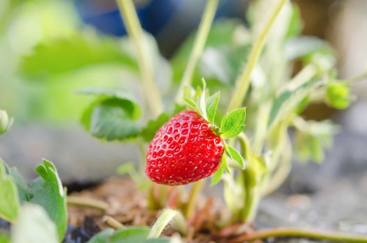 fresh Strawberry plants already ripe to harvest