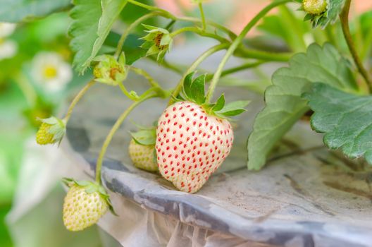 fresh Strawberry plants already ripe to harvest