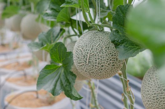 Melon in a vegetable garden
