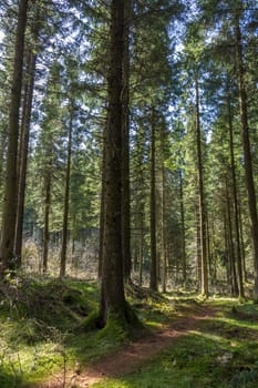 Woodland Path winding through a Pine woods.