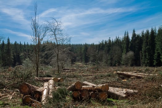 Management of a working woodland in the UK