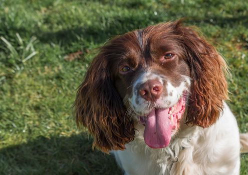 English Springer Spaniel against a soft grass background