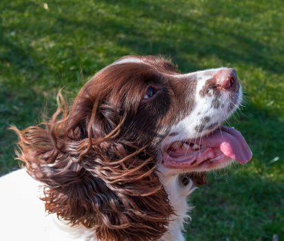 Side view of English Springer Spaniel with wind ruffling his fur.