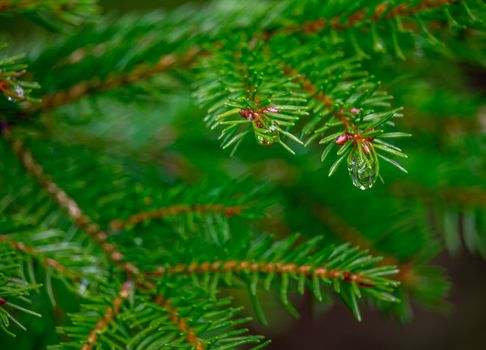 Pine tree with rain drop hanging from it. Taken after April Showers