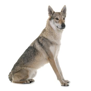  czechoslovakian wolf dog in front of white background