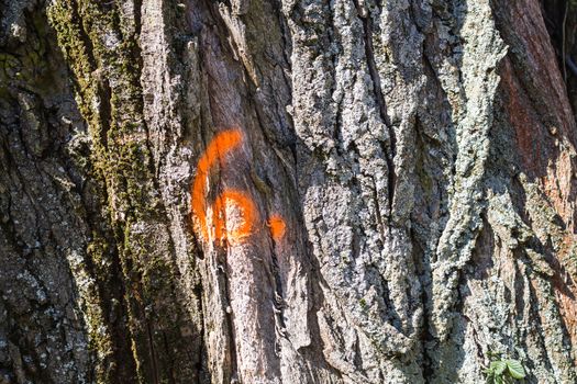 Painted in a bright color on the old tree trunk, enlightened by sun.