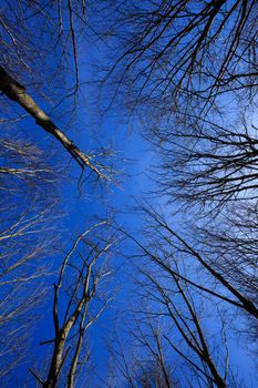 Looking up to the blue sky on a cold day through beeches which have lost their leaves