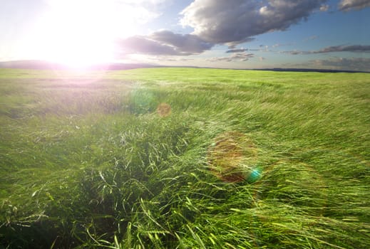 field of green grass and sunset clouds.Nature background