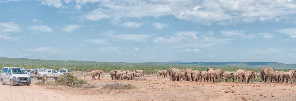 ADDO ELEPHANT NATIONAL PARK, SOUTH AFRICA - FEBRUARY 24, 2016: Unidentified tourists in vehicles viewing a large herd of elephants waiting in small family groups to drink water at Hapoor Dam