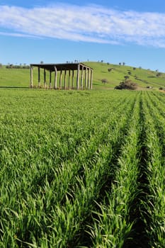 A farmers crops growing under the Australian sun 