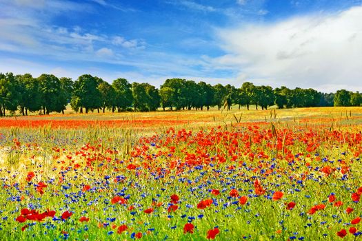 Field with red poppies, tree alley in the background, blue sky