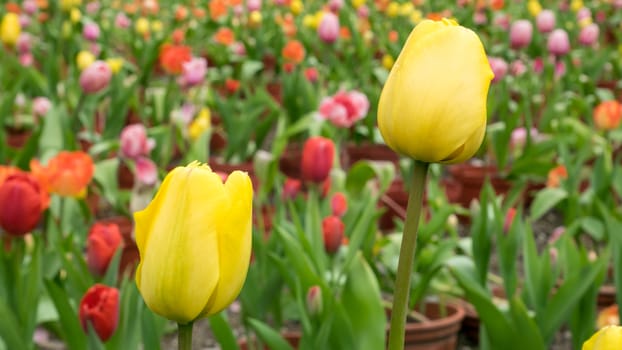 The group of beautiful yellow tulip flower at the garden in the morning.