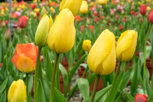 The group of beautiful yellow tulip flower at the garden in the morning.