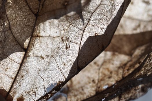 Transperant leaf