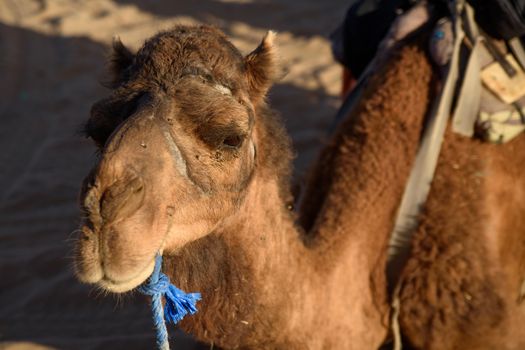 Camel, Sahara Desert, Merzouga, Morocco.