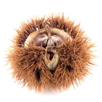 Chestnuts with shell isolated on white background.