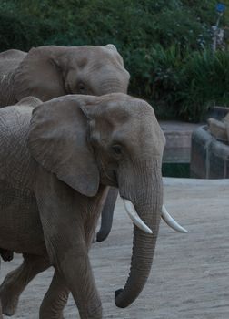 Elephant, Loxodonta Africana, behavior indicates a keen intelligence and awareness among these animals.