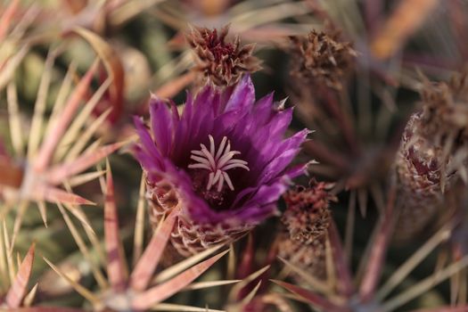 Ferocactus latispinus blooms pink flowers in the desert in Mexico